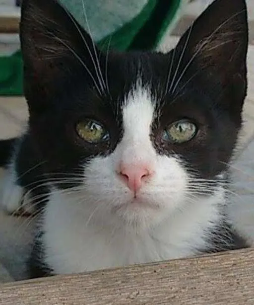 Gato ra a SRD idade Abaixo de 2 meses nome Nati