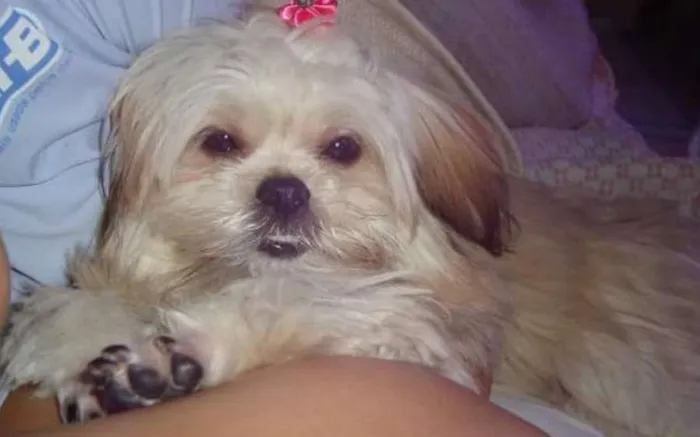 Cachorro ra a Lhaza Apso idade 6 ou mais anos nome PETUTI