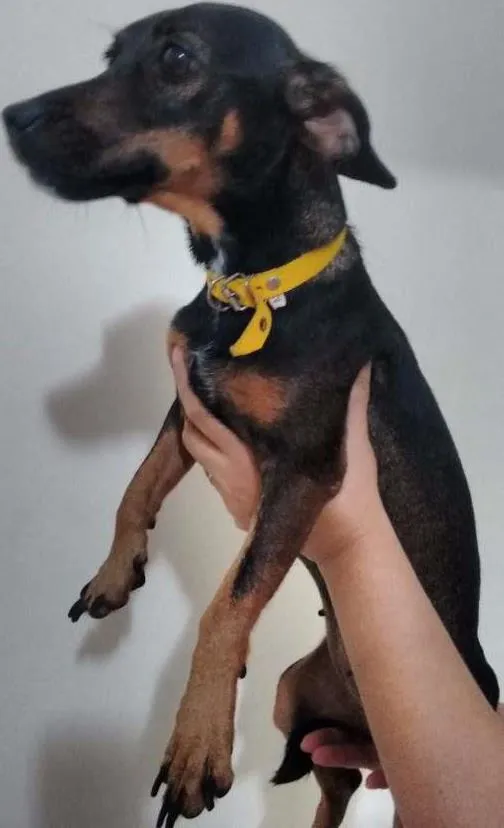 Cachorro ra a SRD idade 2 anos nome Meg