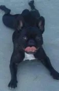 Perola
