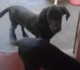 lina e lipi