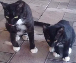 Gato raça  idade 2 a 6 meses nome Chiquinha