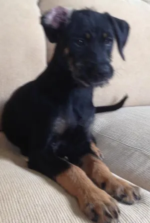 Cachorro raça Indefinida idade 2 a 6 meses nome Pretinha 