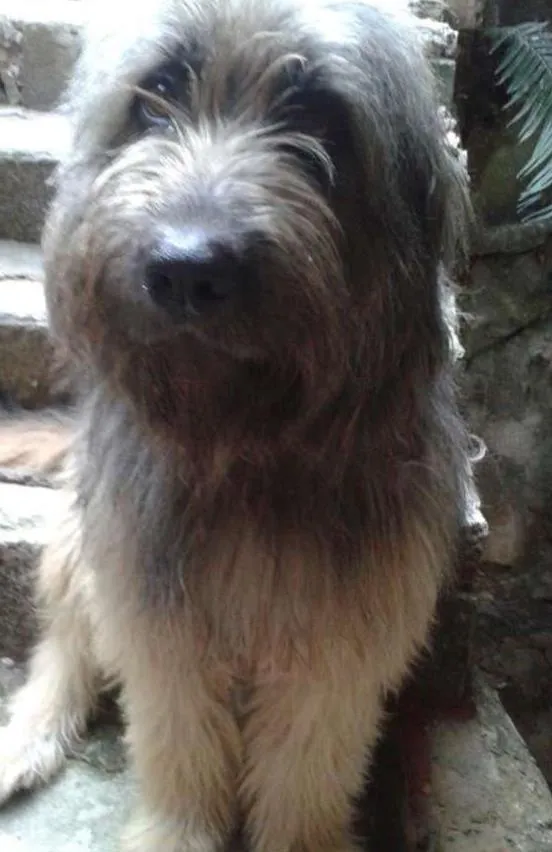 Cachorro ra a chip dog idade 1 ano nome Nino