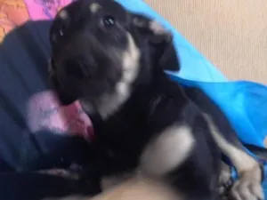 Cachorro raça Idefinida idade 2 a 6 meses nome Lipee