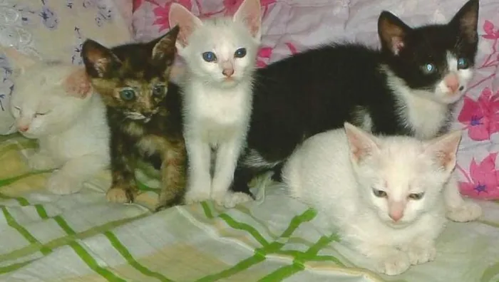 Gato ra a sem raça idade 2 a 6 meses nome ainda não tem