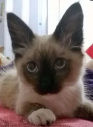 Gato raça SRD idade Abaixo de 2 meses nome Capitú