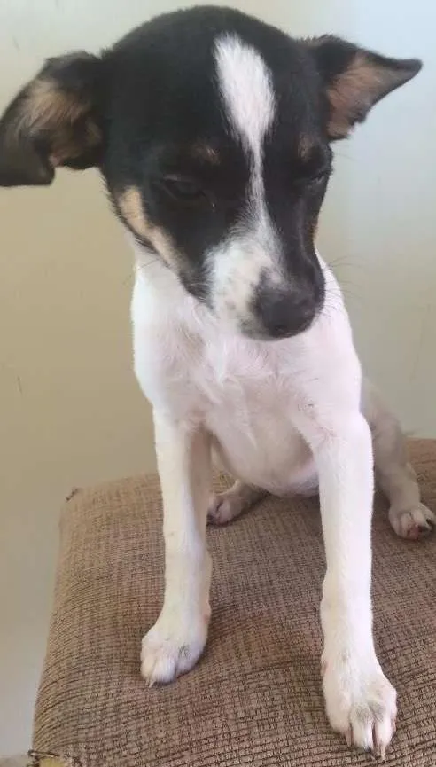 Cachorro ra a rdn idade 2 a 6 meses nome sem nome