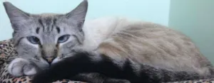 Gato raça SRD idade 1 ano nome Vesgo