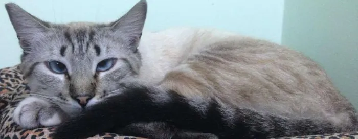 Gato ra a SRD idade 1 ano nome Vesgo