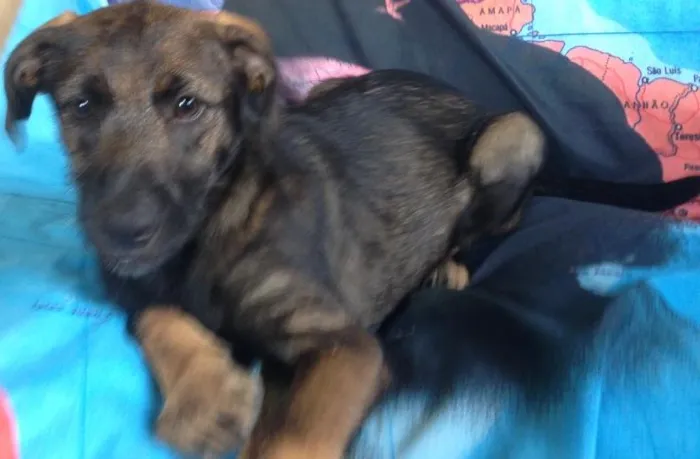 Cachorro ra a Indefinida idade 2 a 6 meses nome Peter