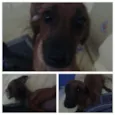 Bebezinho