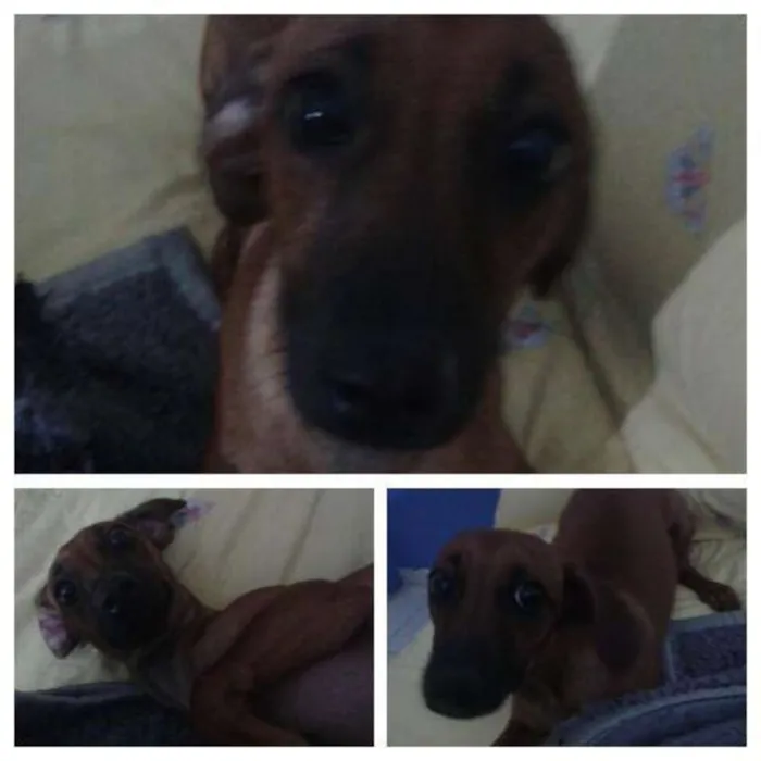 Cachorro ra a basset-pinscher idade 7 a 11 meses nome Bebezinho