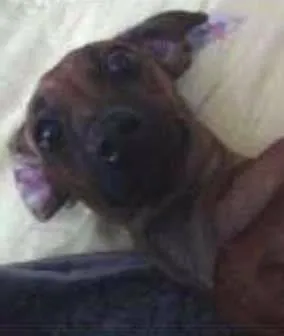 Cachorro raça basset-pinscher idade 7 a 11 meses nome Bebezinho