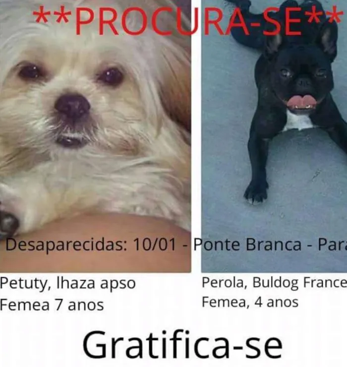 Cachorro ra a Lhasa e buldog francês  idade 4 anos nome Petuty e Pérola