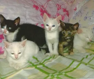 Gato raça sem raça idade 2 a 6 meses nome ainda não tem