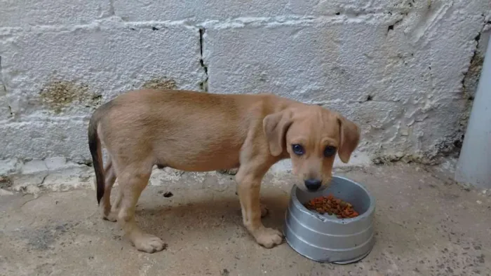 Cachorro ra a SRD idade 2 a 6 meses nome Peter