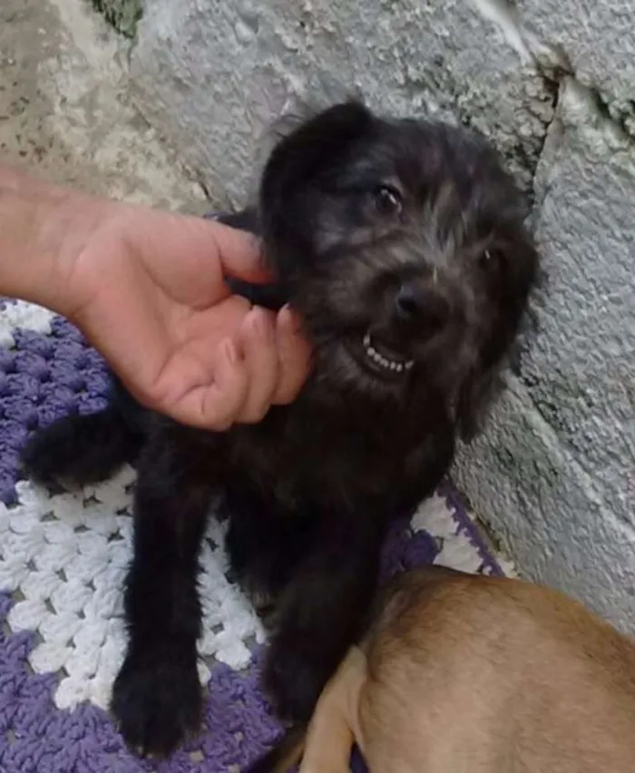 Cachorro ra a SRD idade 2 a 6 meses nome Susi