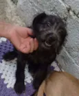 Susi