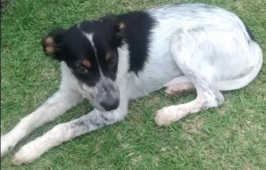 Cachorro ra a SRD idade 1 ano nome Lili
