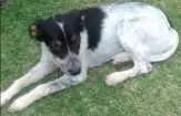 Cachorro raça SRD idade 1 ano nome Lili