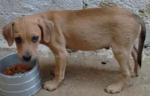 Cachorro raça SRD idade 2 a 6 meses nome Peter