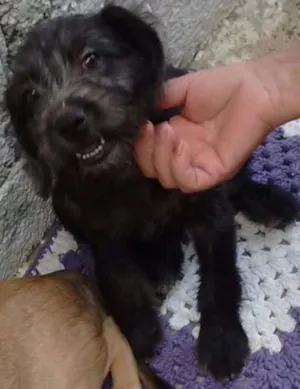 Cachorro raça SRD idade 2 a 6 meses nome Susi