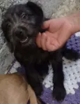 Susi