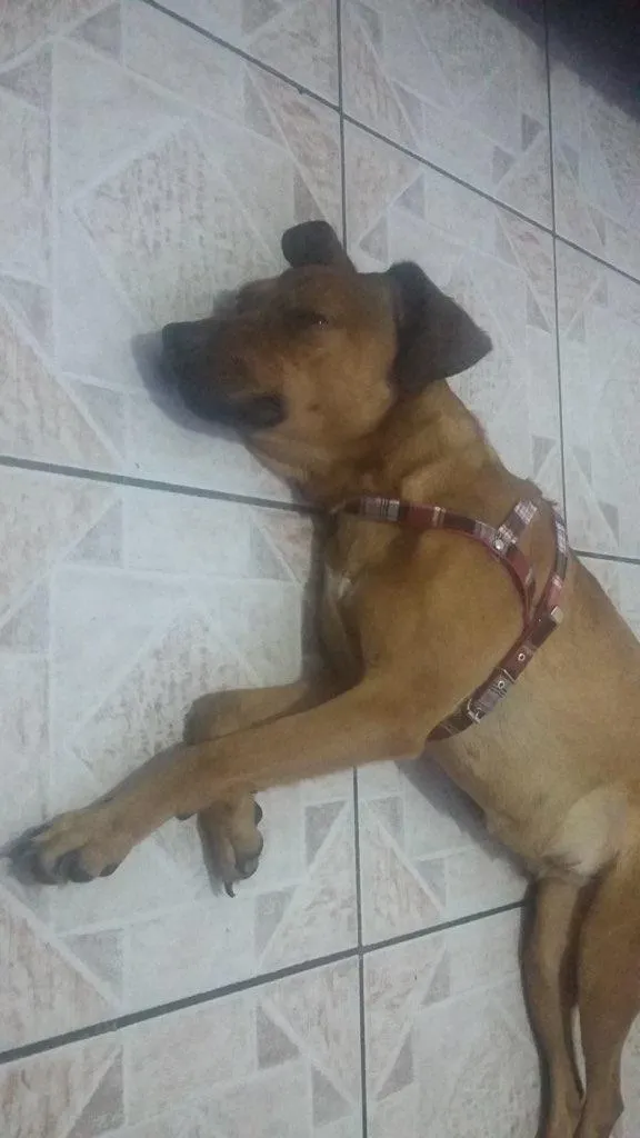 Cachorro ra a vira lata idade  nome nina