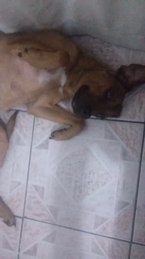 Cachorro ra a vira lata idade  nome nina