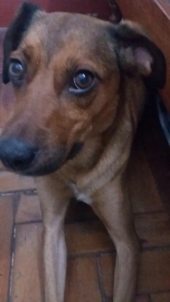 Cachorro ra a vira lata idade  nome nina