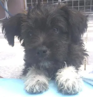 Cachorro raça Sem raça idade 2 a 6 meses nome Nego