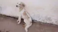 BRANQUINHA