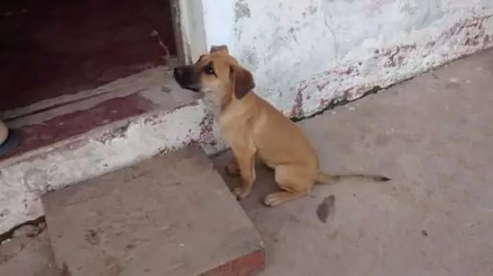 Cachorro ra a SRD idade 2 a 6 meses nome filo( nome Fantasia)