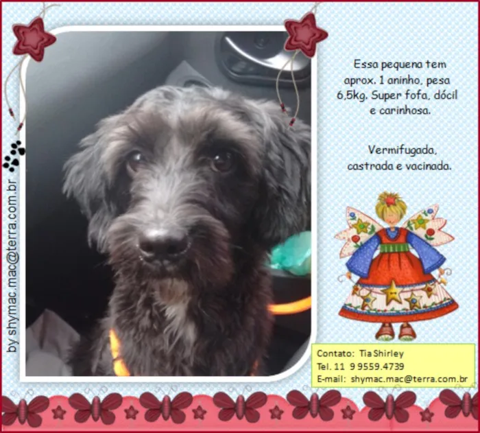Cachorro ra a SRD idade 1 ano nome Milu