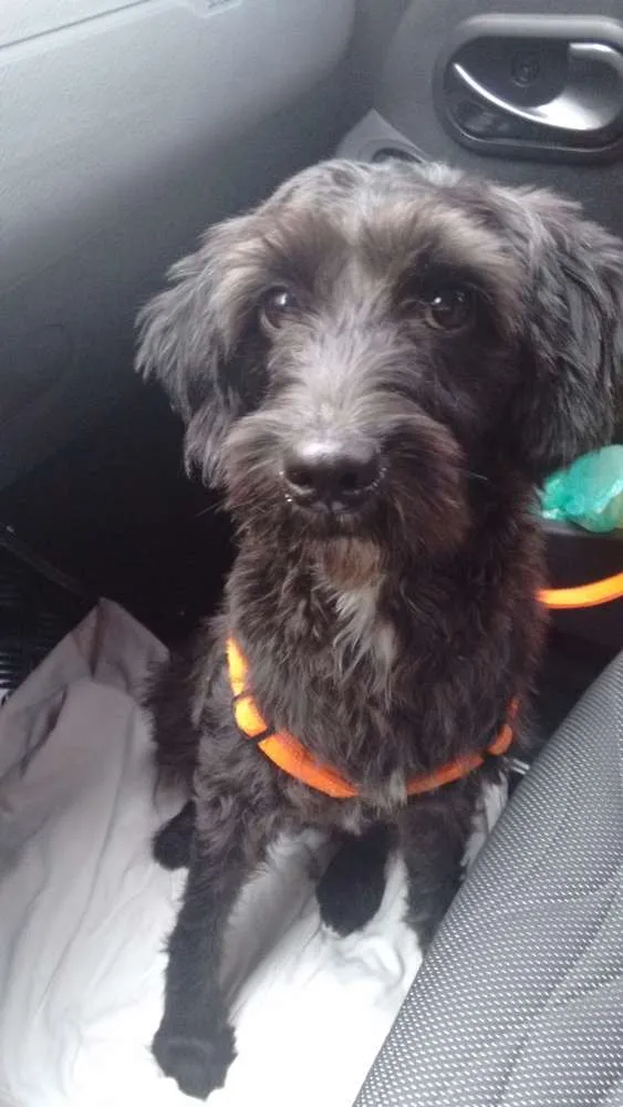Cachorro ra a SRD idade 1 ano nome Milu