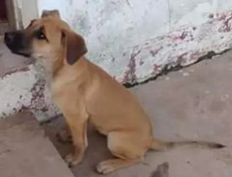 Cachorro ra a SRD idade 2 a 6 meses nome filo( nome Fantasia)