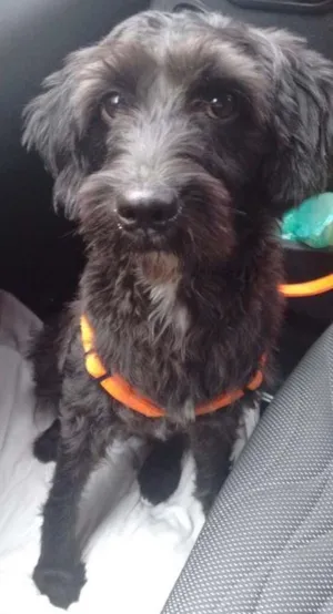 Cachorro raça SRD idade 1 ano nome Milu