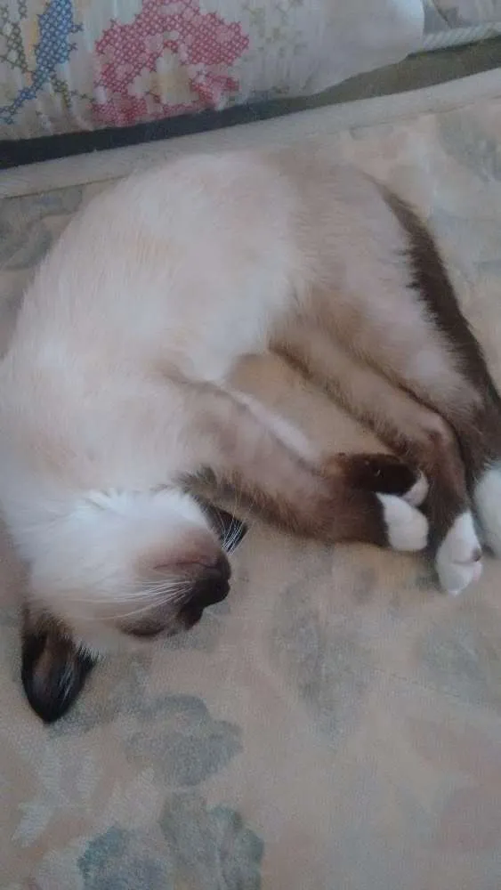Gato ra a  idade 2 a 6 meses nome peter