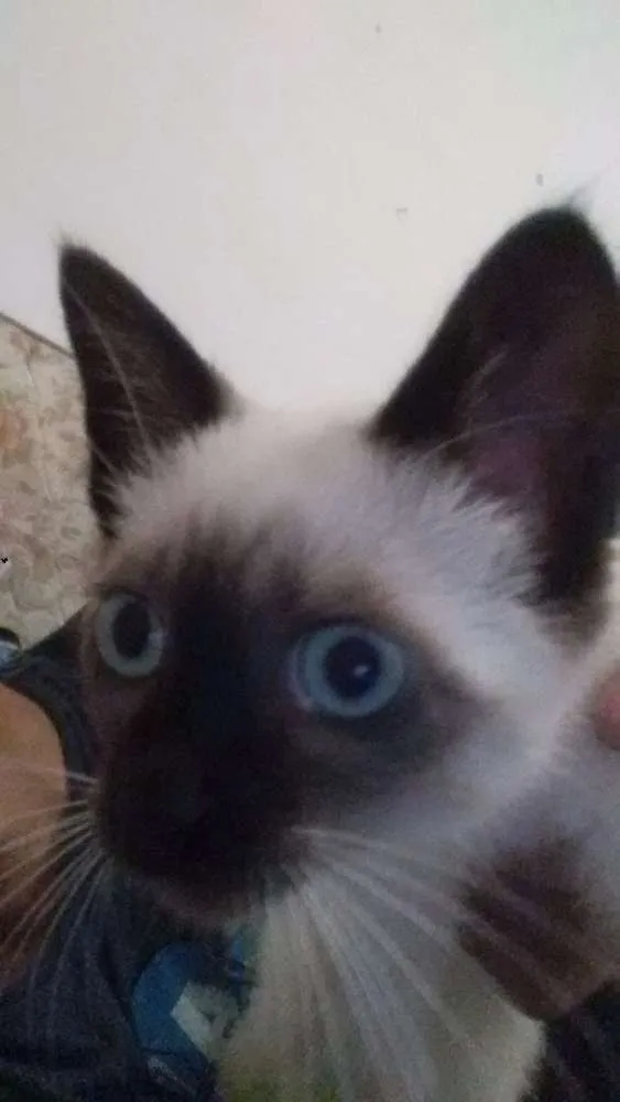 Gato ra a  idade 2 a 6 meses nome peter