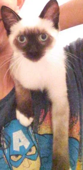Gato ra a  idade 2 a 6 meses nome peter