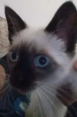 Gato raça  idade 2 a 6 meses nome peter