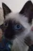 Gato raça  idade 2 a 6 meses nome peter