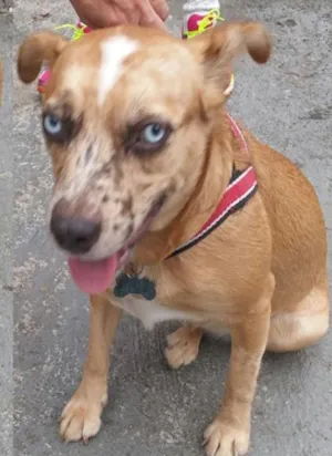 Cachorro raça SRD idade  nome Cadelinha encontrada