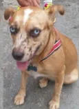 Cadelinha encontrada
