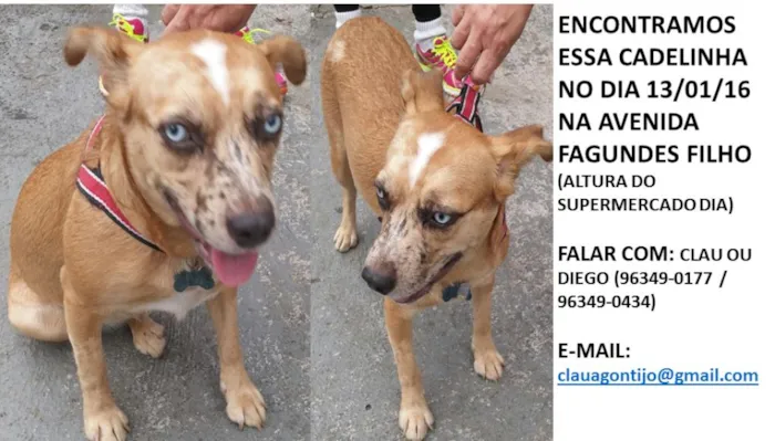 Cachorro ra a SRD idade  nome Cadelinha encontrada
