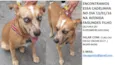 Cadelinha encontrada