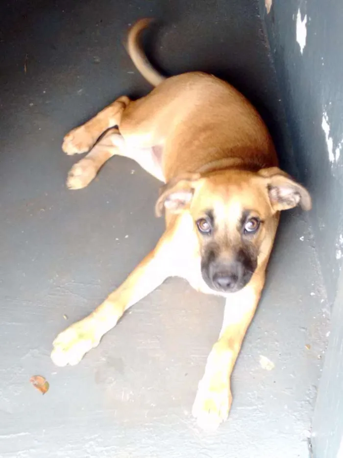 Cachorro ra a Não sei/não possui idade 7 a 11 meses nome Garota