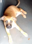 Garota