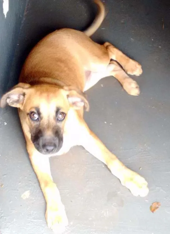Cachorro ra a Não sei/não possui idade 7 a 11 meses nome Garota
